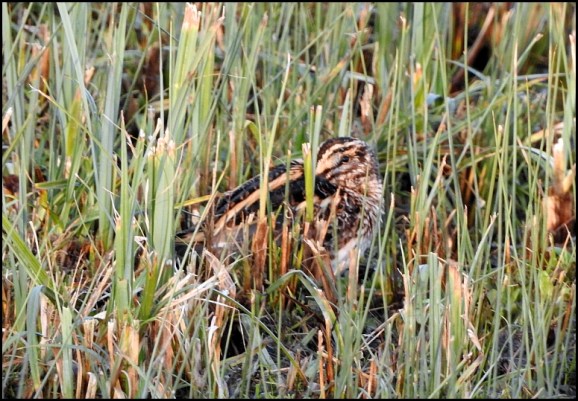 jack snipe 040119