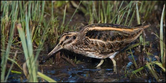 jack snipe 080119 1