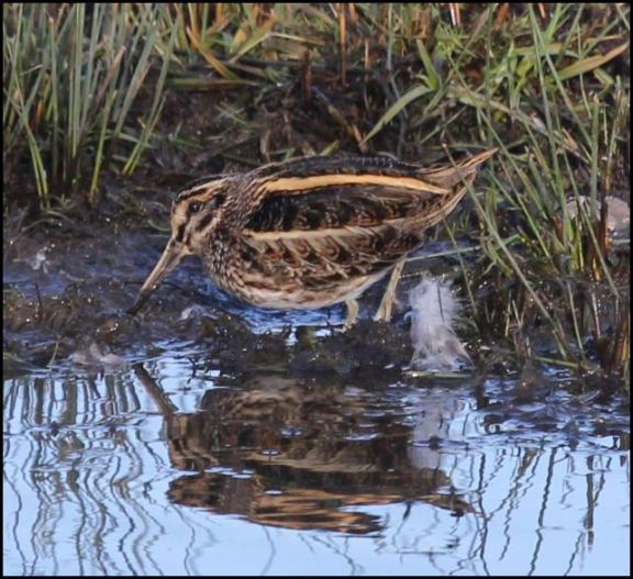 jack snipe 080119 2