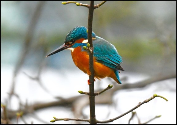 kingfisher 210119 1