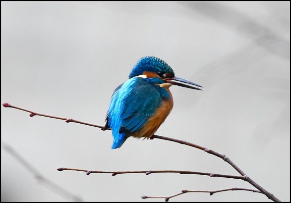 kingfisher 210119 2