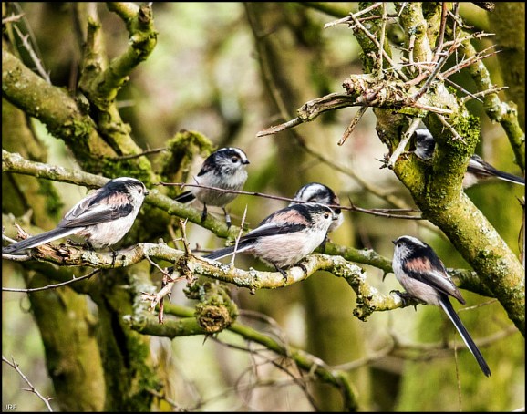 long-tailed tits 150119