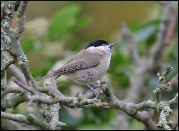 marsh tit 110119