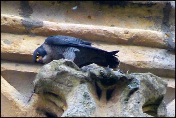 peregrine 200119