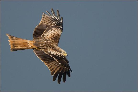 red kite 230119