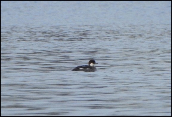 smew 210119