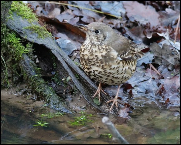 song thrush 090119