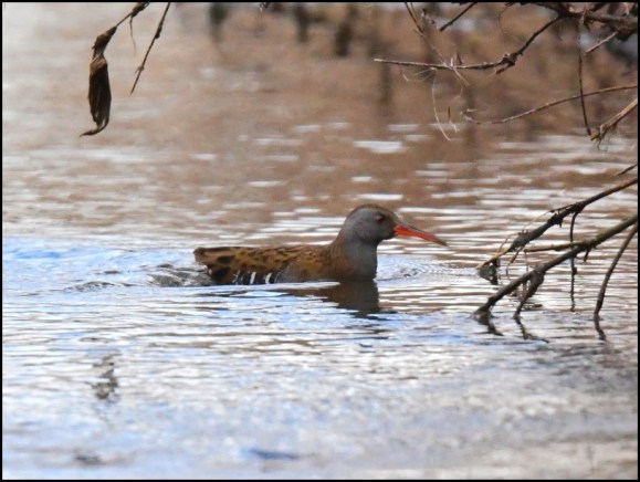 water rail 220119