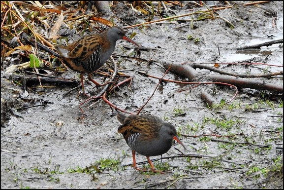 water rails 290119