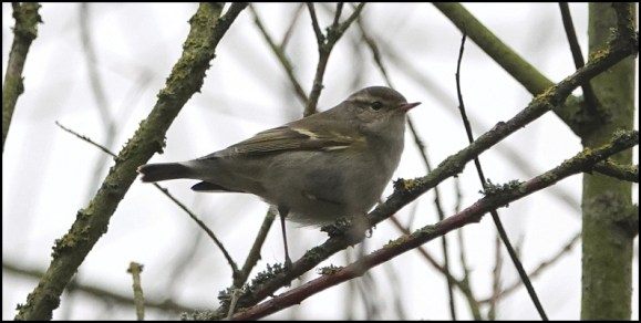 yellow-browed warbler 120119