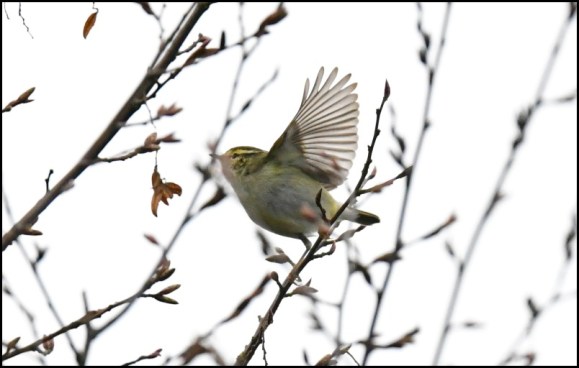 yellow-browed warbler 210119 2
