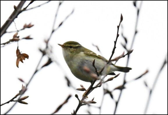 yellow-browed warbler 210119 3