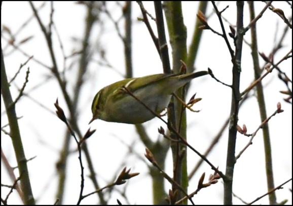 yellow-browed warbler 210119 4