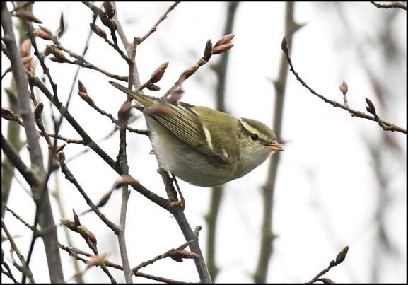 yellow-browed warbler 240119 1