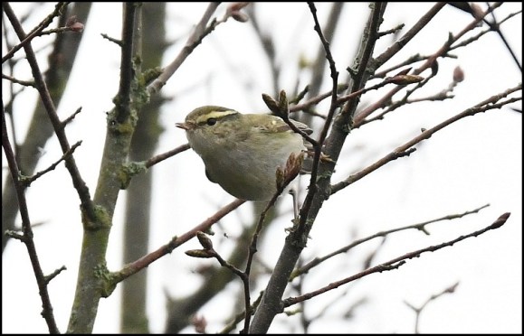 yellow-browed warbler 240119 2