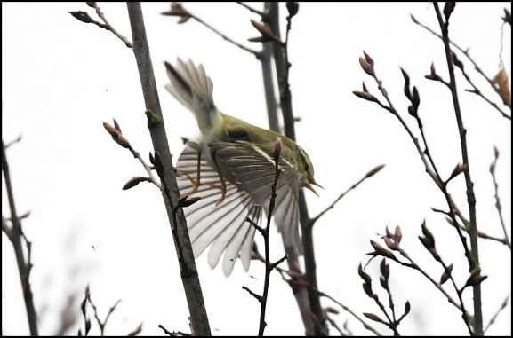yellow-browed warbler 240119 3