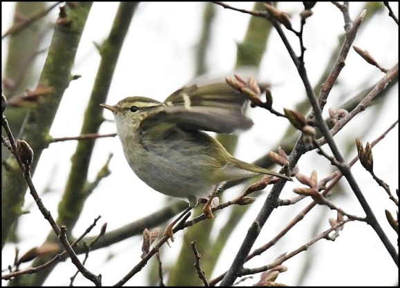 yellow-browed warbler 240119 4