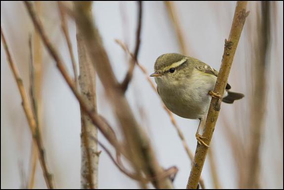 yellow-browed warbler 250119 1