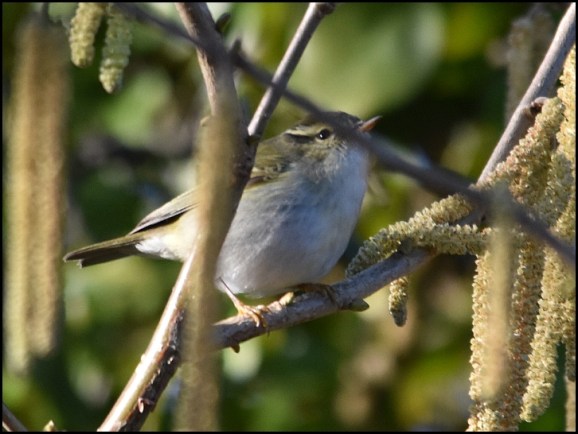 yellow-browed warbler 280119