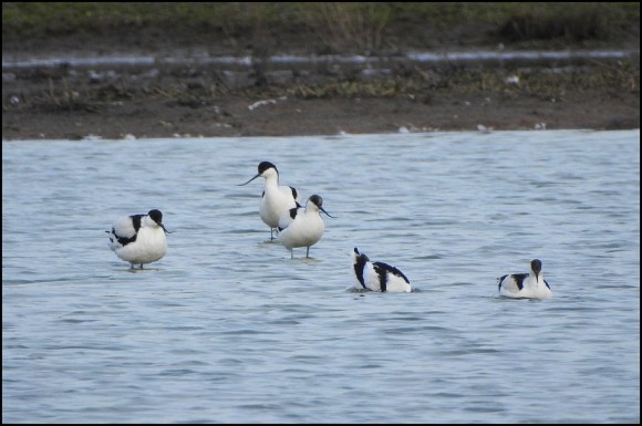 Avocets 130219