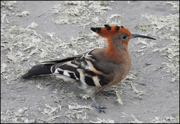 Bot - African Hoopoe