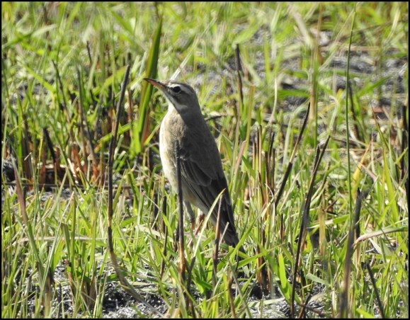 Bot - African Pipit