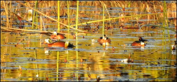 Bot - African Pygmy Geese