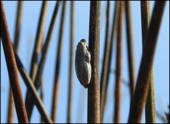 Bot - Angolan Reed Frog