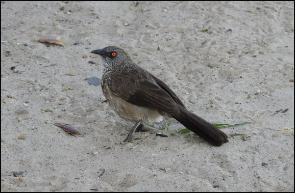 Bot - Arrow-marked Babbler