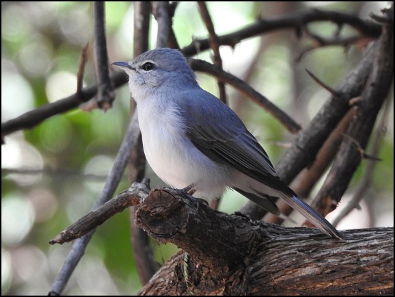 Bot - Ashy Flycatcher