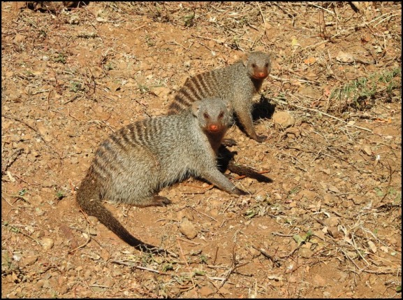 Bot - Banded Mongoose