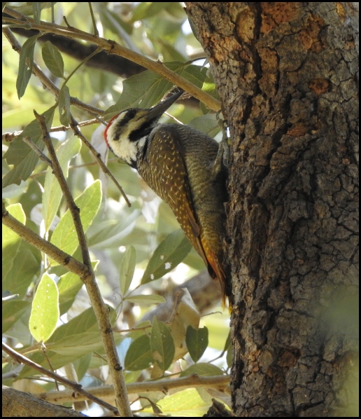 Bot - Bearded Woodpecker