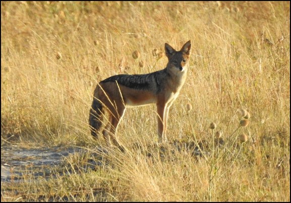 Bot - Black-backed Jackal