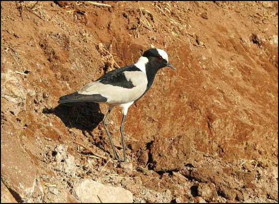 Bot - Blacksmith Plover