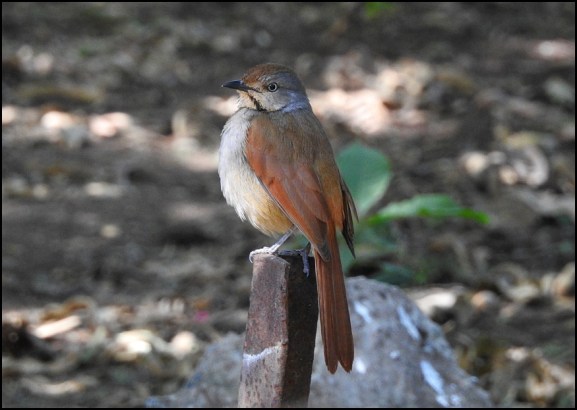 Bot - Collared Palm Thrush