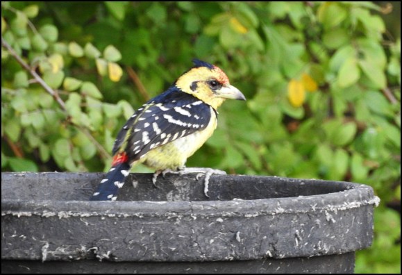 Bot - Crested Barbet