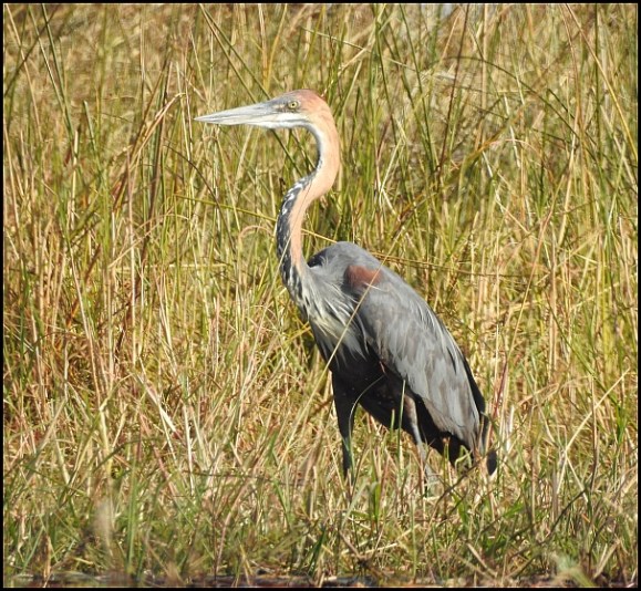 Bot - Goliath Heron