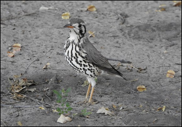 Bot - Groundscraper Thrush