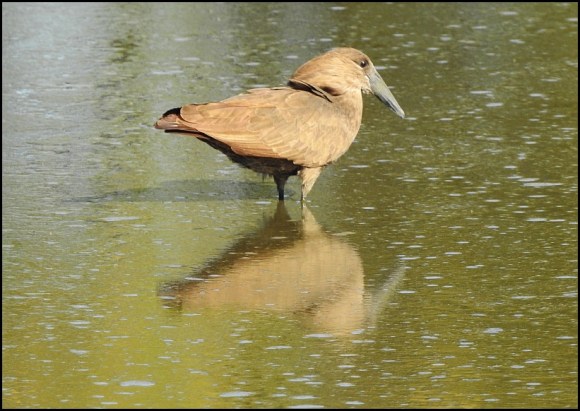 Bot - Hamerkop