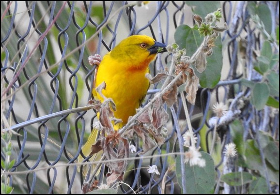 Bot - Holub's Golden Weaver