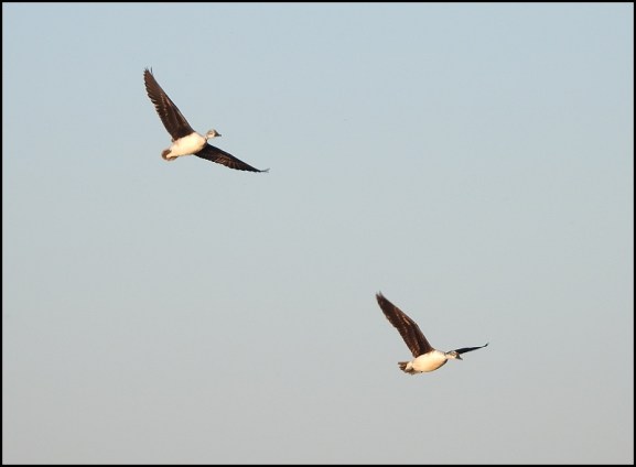 Bot - Knob-billed Duck