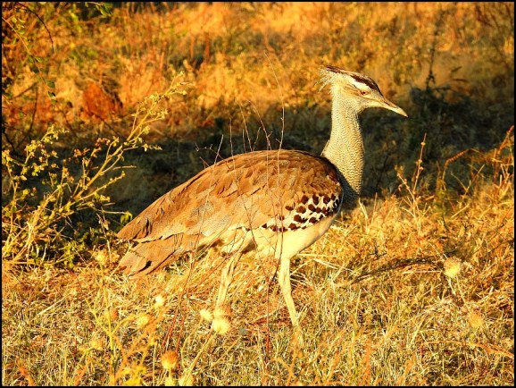Bot - Kori Bustard