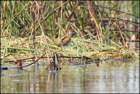 Bot - Lesser Jacana