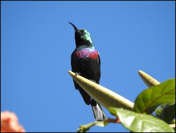 Bot - Marico Sunbird