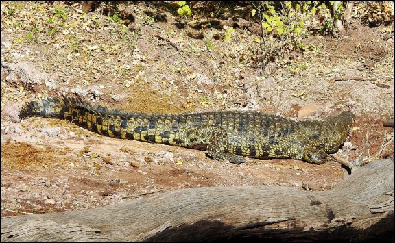 Bot - Nile Crocodile