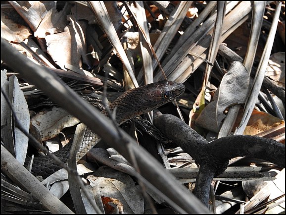 Bot - Olive Grass Snake