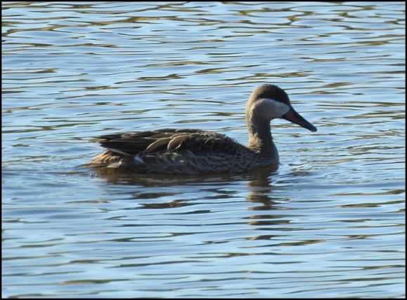 Bot - Red-billed Teal