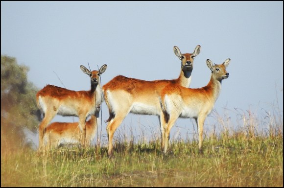 Bot - Red Lechwe