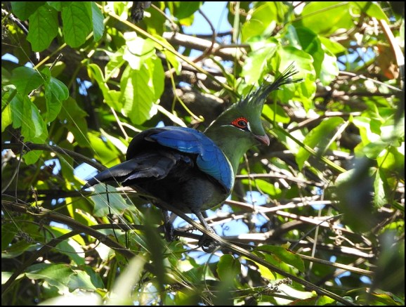 Bot - Schalow's Touraco