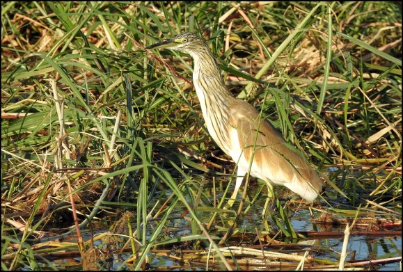 Bot - Squacco Heron